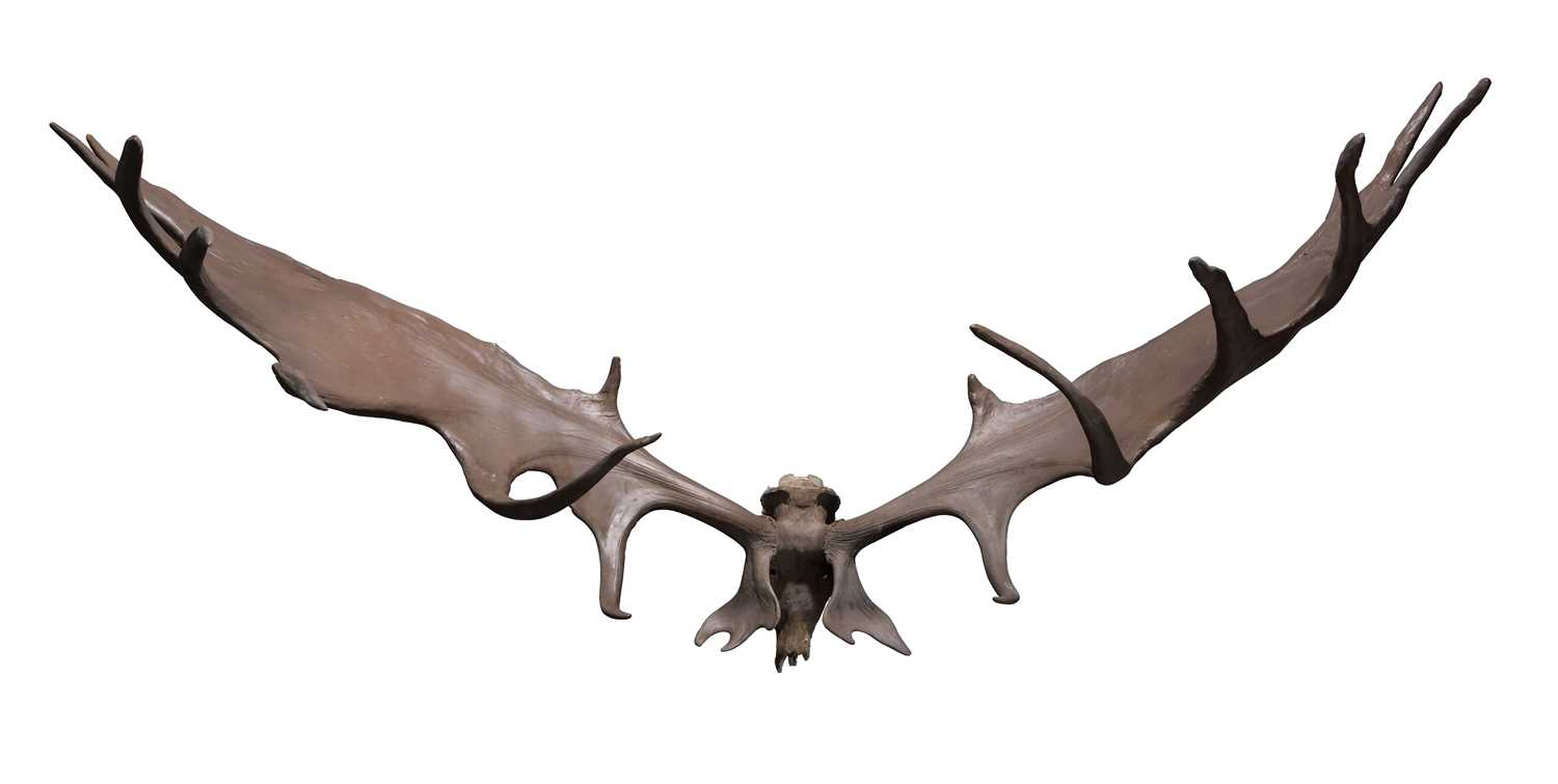 Lot 224 - A RARE AND NOTABLY LARGE EXAMPLE OF THE SKULL AND ANTLERS OF AN 'IRISH ELK' (Megalocerus giganteus)