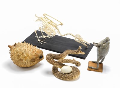 Lot 383 - ËœA RATTLESNAKE WITH EGG, A TOAD, A SEABIRD SKELETON, AND A PUFFERFISH