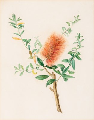 Lot 301 - ENGLISH BOTANICAL SCHOOL (20th CENTURY)