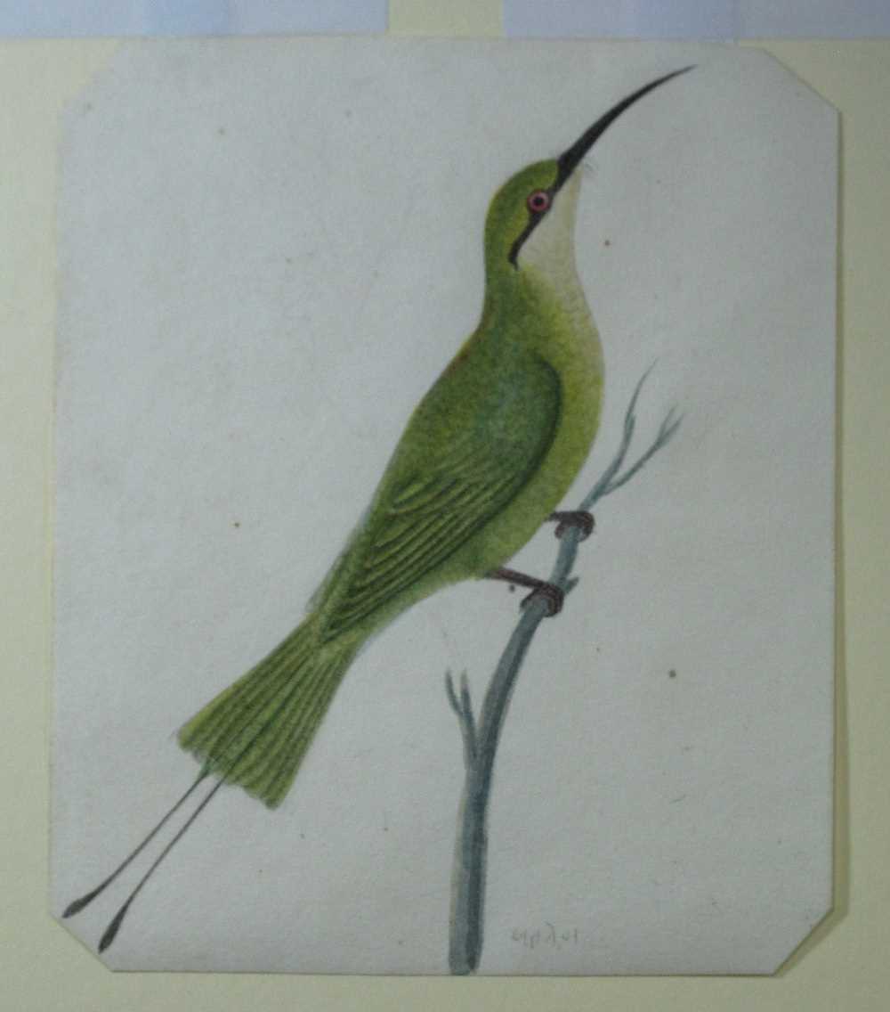 Lot 219 - A BEE EATER (MEROPS ORIENTALIS)