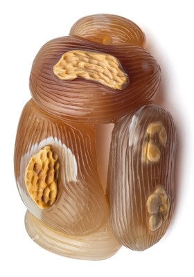 Lot 48 - A CHINESE AGATE 'PEANUT AND JUJUBEE' CARVING