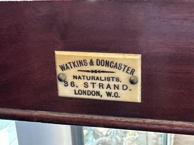 Lot 618 - AN ENTYMOLOGISTS MAHOGANY SPECIMEN CABINET BY WATKINS AND DONCASTER, NATURALISTS