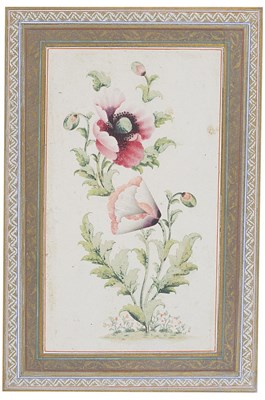 Lot 159 - â€¡A POPPY PLANT