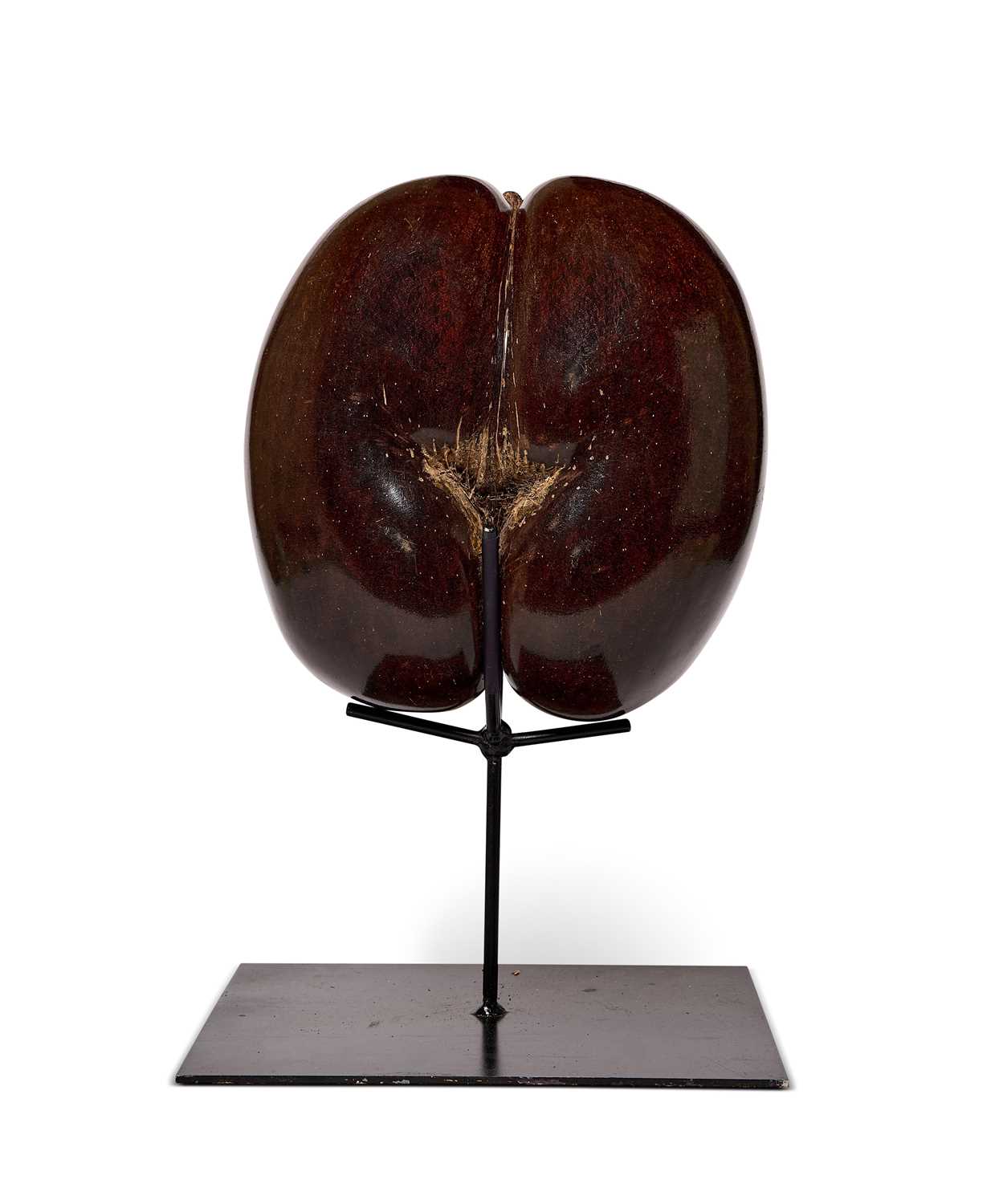 Lot 77 - A COCO DE MER (LODOICEA MALDIVICA), SEYCHELLES, 20TH CENTURY