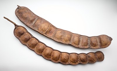 Lot 545 - TWO SEA BEAN PODS