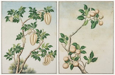 Lot 105 - CHINESE SCHOOL, A PAIR OF PAINTINGS OF FRUIT
