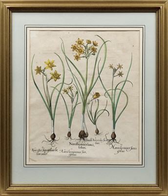 Lot 414 - BASILIUS BESSLER (DUTCH 1561-1629)