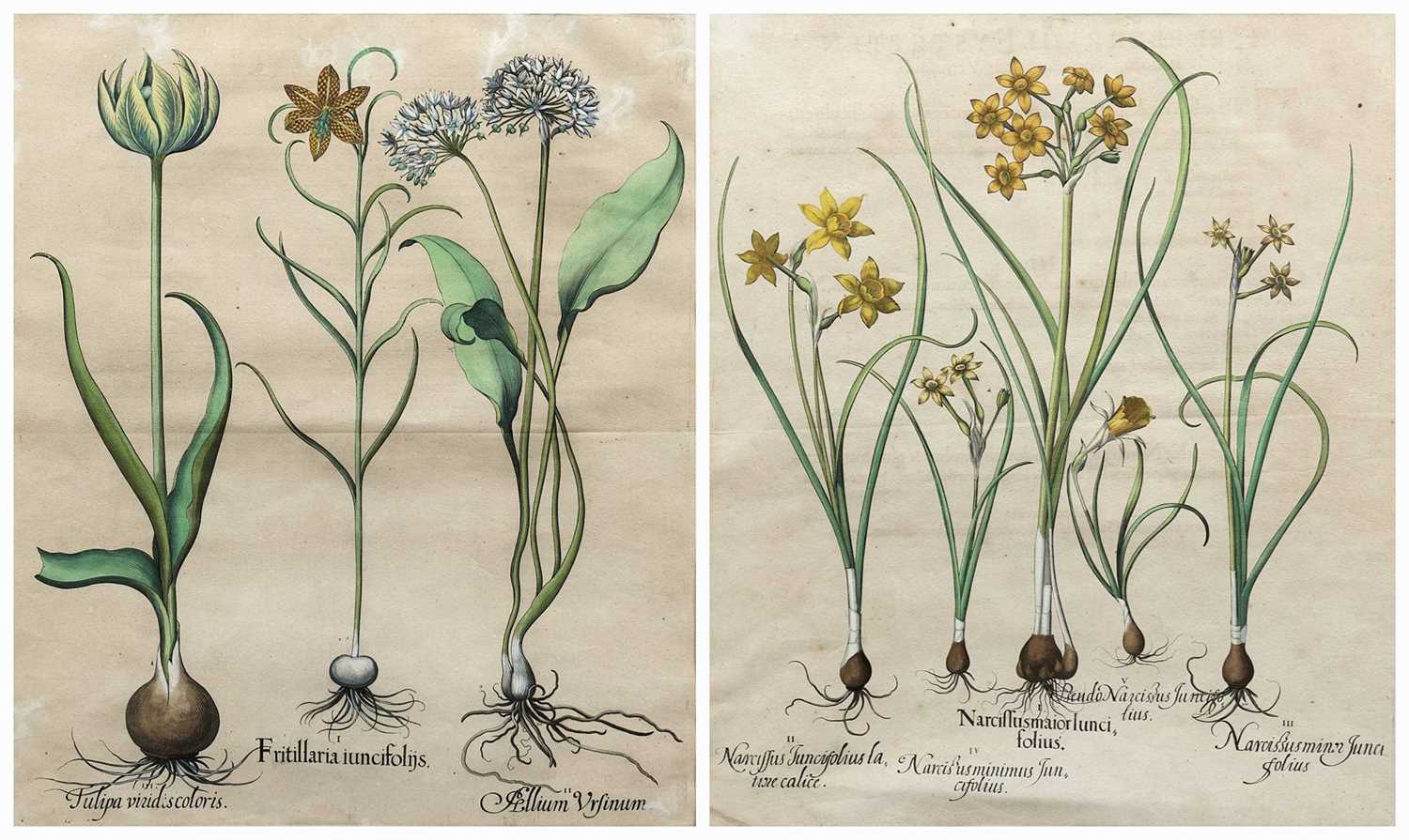 Lot 414 - BASILIUS BESSLER (DUTCH 1561-1629)