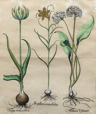 Lot 414 - BASILIUS BESSLER (DUTCH 1561-1629)