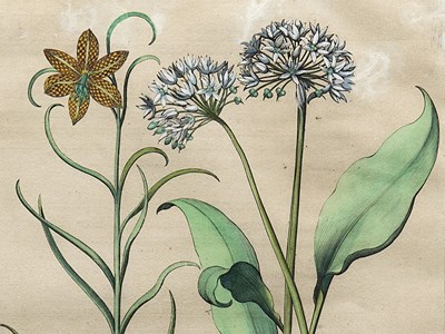 Lot 414 - BASILIUS BESSLER (DUTCH 1561-1629)