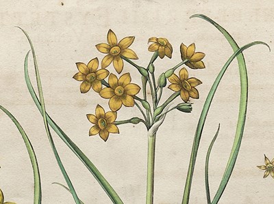 Lot 414 - BASILIUS BESSLER (DUTCH 1561-1629)