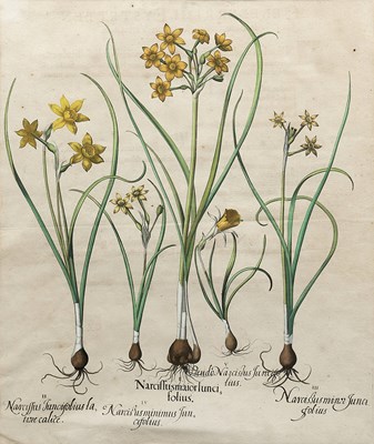 Lot 414 - BASILIUS BESSLER (DUTCH 1561-1629)