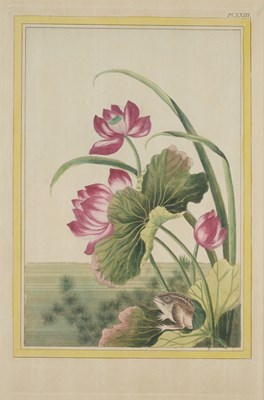 Lot 415 - AFTER PIERRE JOSEPH BUC'HOZ (FRENCH 1731-1807)