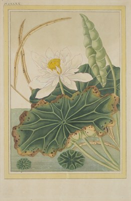 Lot 415 - AFTER PIERRE JOSEPH BUC'HOZ (FRENCH 1731-1807)