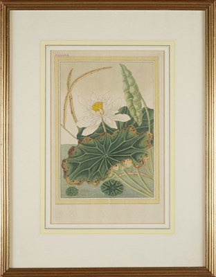 Lot 415 - AFTER PIERRE JOSEPH BUC'HOZ (FRENCH 1731-1807)