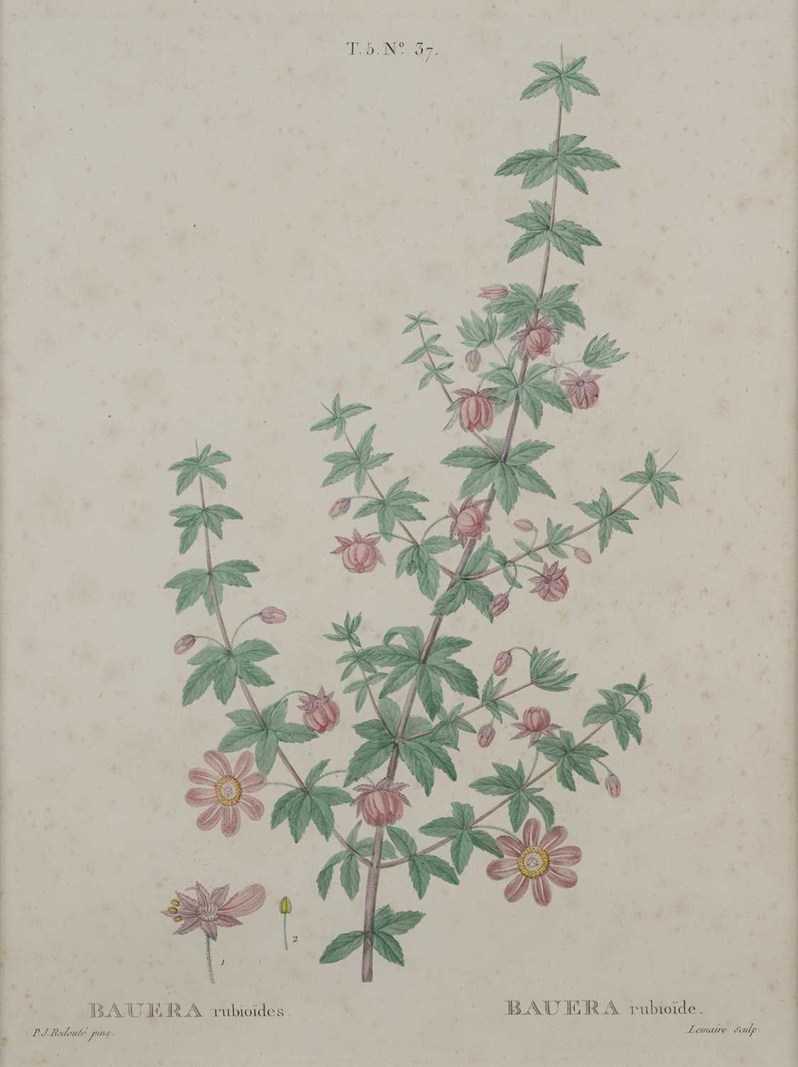 Lot 416 - AFTER PIERRE JOSEPH REDOUTE (BELGIUM 1759-1840)