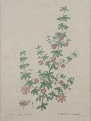 Lot 416 - AFTER PIERRE JOSEPH REDOUTE (BELGIUM 1759-1840)