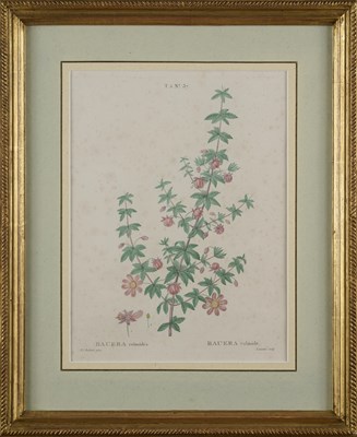 Lot 416 - AFTER PIERRE JOSEPH REDOUTE (BELGIUM 1759-1840)