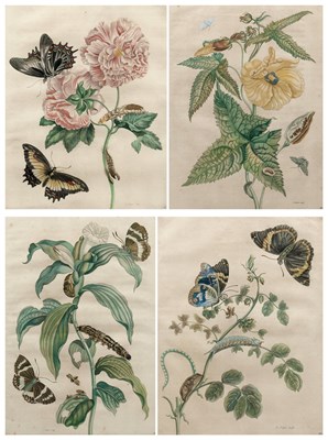 Lot 19 - PIETER SLUYTER (DUTCH 1675-1715), AFTER MARIA SIBYLLA MERIAN (1647-1717)