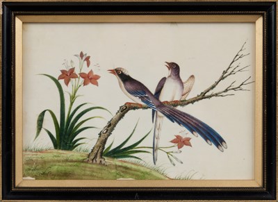 Lot 85 - CHINESE SCHOOL, TEN EXPORT PAINTINGS OF BIRDS