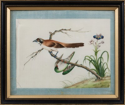 Lot 85 - CHINESE SCHOOL, TEN EXPORT PAINTINGS OF BIRDS