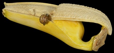 Lot 344 - ~A JAPANESE IVORY OKIMONO OF A SMALL BANANA