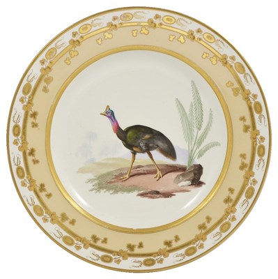 Lot 484 - A VIENNA ORNITHOLOGICAL PLATE OF AN AUSTRALIAN OSTRICH (OR SOUTHERN CASSOWARY)